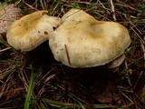 Stropharia caerulea image