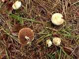 Stropharia caerulea image