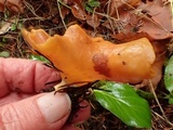 Otidea onotica image