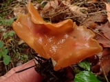 Otidea onotica image