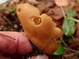 Otidea onotica image