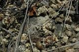 Fulgensia subbracteata image