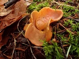 Otidea onotica image