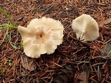 Clitocybe fragrans image