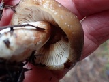 Russula sororia image
