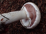 Agaricus hondensis image