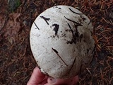 Agaricus hondensis image