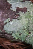 Canoparmelia caroliniana image