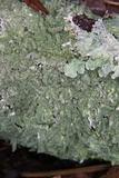 Canoparmelia caroliniana image