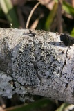 Physcia pumilior image