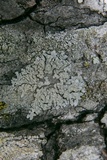 Physcia sorediosa image