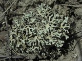 Xanthoparmelia wyomingica image