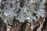 Parmotrema reticulatum image