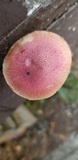Gymnopilus luteofolius image