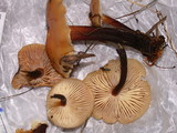 Flammulina velutipes var. lupinicola image