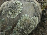 Xanthoparmelia wyomingica image