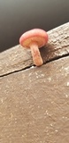 Gymnopilus luteofolius image