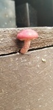 Gymnopilus luteofolius image