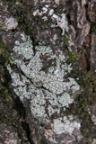 Physcia sorediosa image