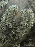 Xanthoparmelia wyomingica image