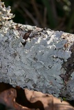 Canoparmelia texana image