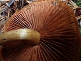 Cortinarius cinnamomeus image