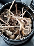 Panaeolus cinctulus image