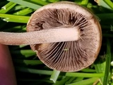 Panaeolus cinctulus image