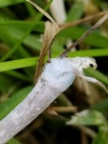 Panaeolus cinctulus image