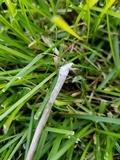 Panaeolus cinctulus image