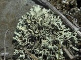 Xanthoparmelia wyomingica image