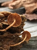 Flammulaster muricatus image