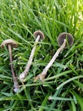 Panaeolus cinctulus image