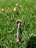 Panaeolus cinctulus image
