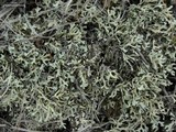 Xanthoparmelia wyomingica image