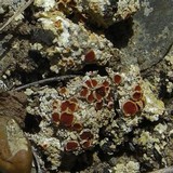 Fulgensia subbracteata image