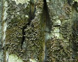 Melanelixia albertana image