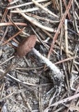 Gymnopus dichrous image