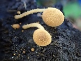 Flammulaster muricatus image