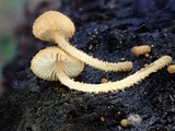 Flammulaster muricatus image
