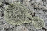 Dimelaena oreina image