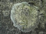 Lecanora impudens image