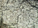 Lecanora impudens image