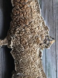 Irpex lacteus image
