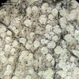 Lecanora impudens image