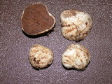 Rhizopogon salebrosus image