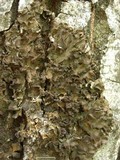 Leptogium pseudofurfuraceum image