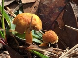 Hypholoma subviride image