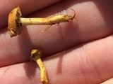 Hypholoma subviride image