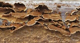 Hydnoporia tabacina image